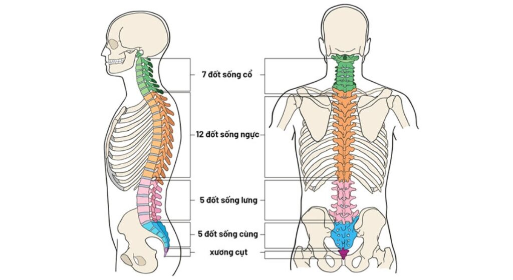 các đốt sống của cột sống