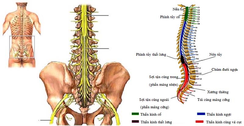 hội chứng chùm đuôi ngựa