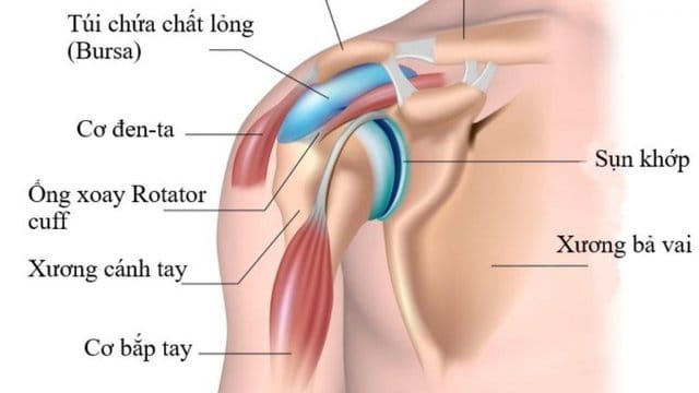 cấu trúc khớp vai