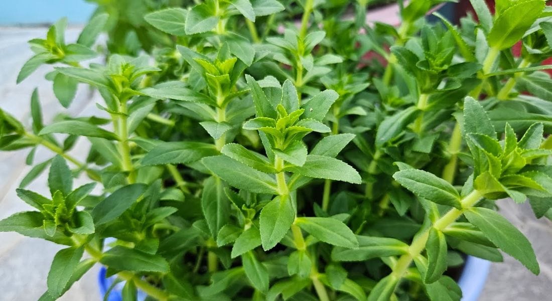 rau ngổ chữa viêm khớp