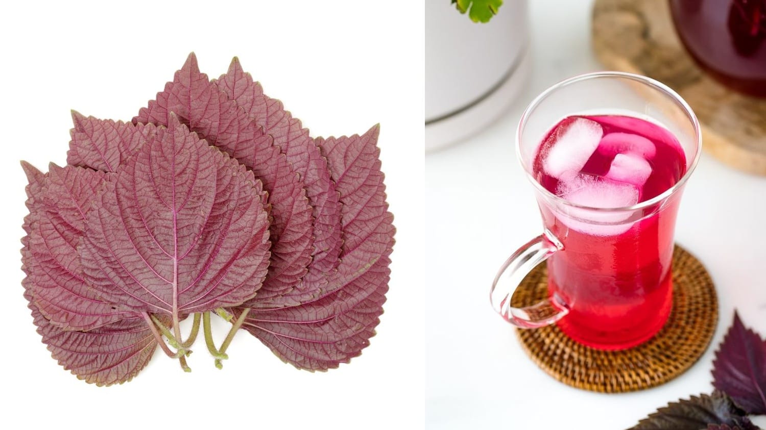 uống nước lá tía tô