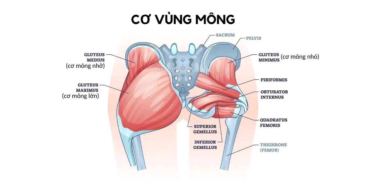 cấu trúc vùng cơ mông