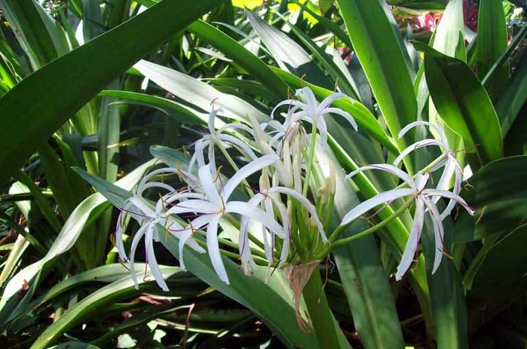 lá náng chữa bong gân