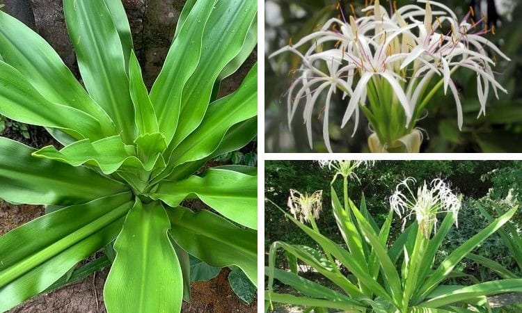 lá náng ngâm rượu