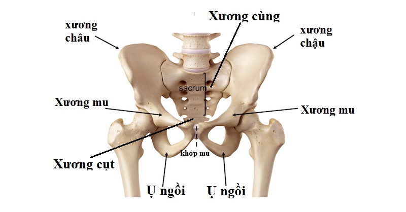 Cấu tạo xương chậu