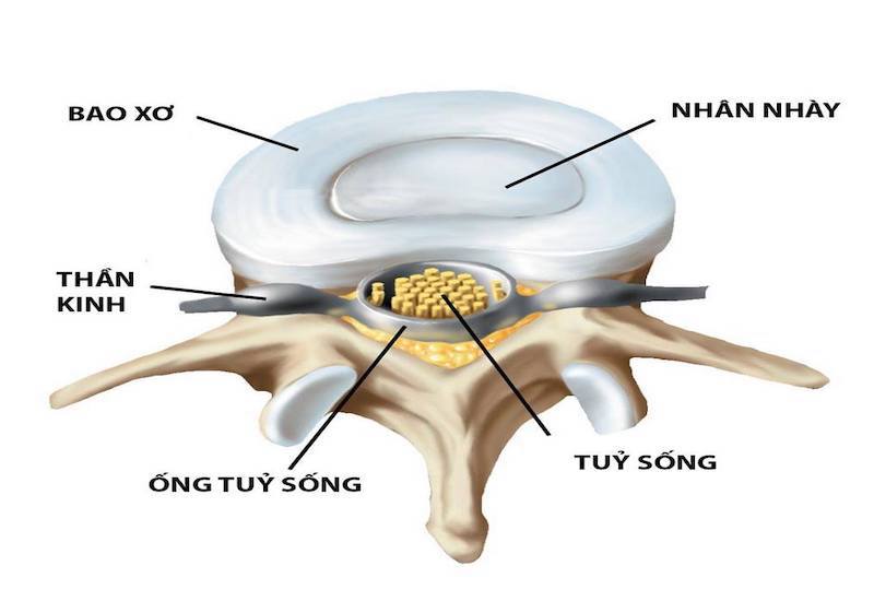cấu tạo ống sống