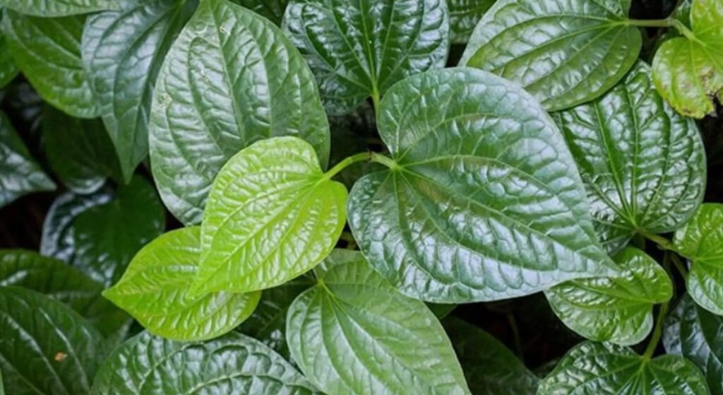 lá lốt chữa thoái hóa khớp