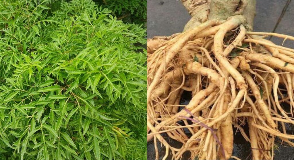 rễ đinh lăng chữa thoái hóa khớp