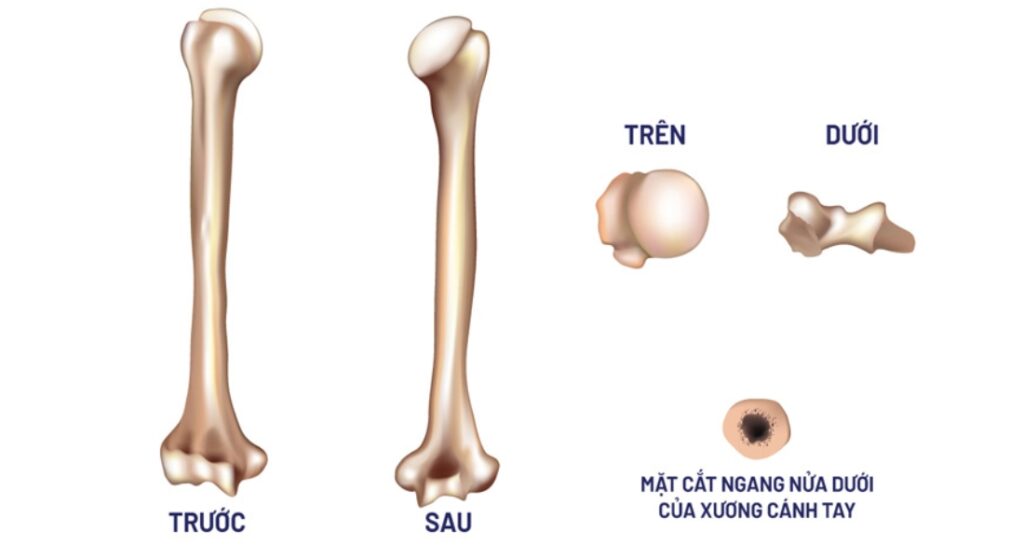 vai trò xương cánh tay