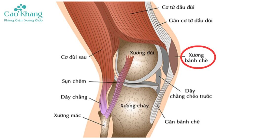 vị trí xương bánh chè