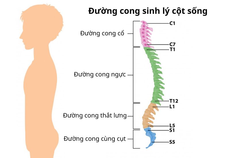 Sự phát triển tự nhiên của cột sống ở trẻ nhỏ