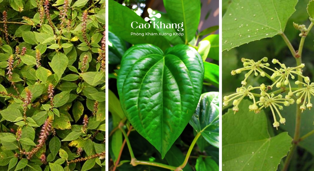 cây thuốc nam chữa đau lưng