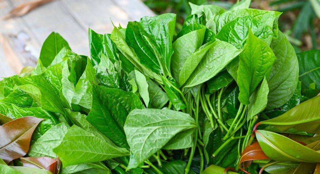 lá lốt chữa đau lưng
