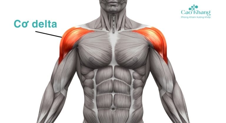 teo cơ delta