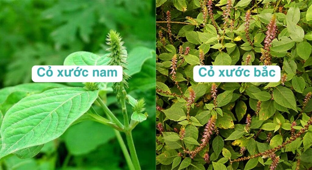 các loại cỏ xước