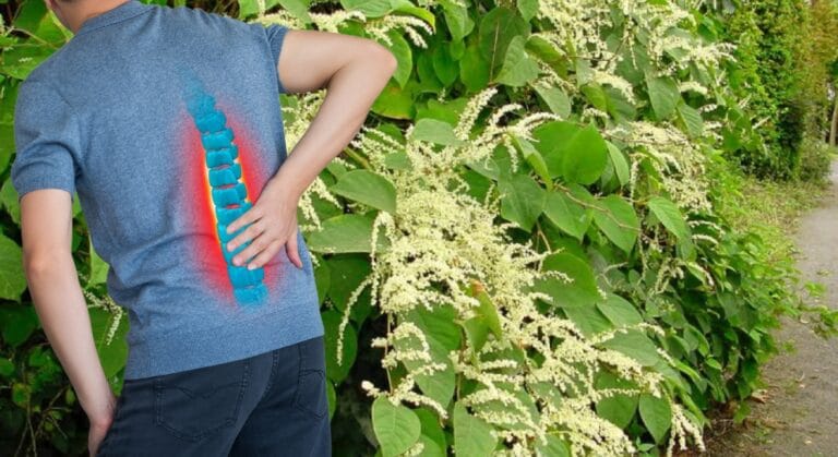 cây chìa vôi chữa xương khớp