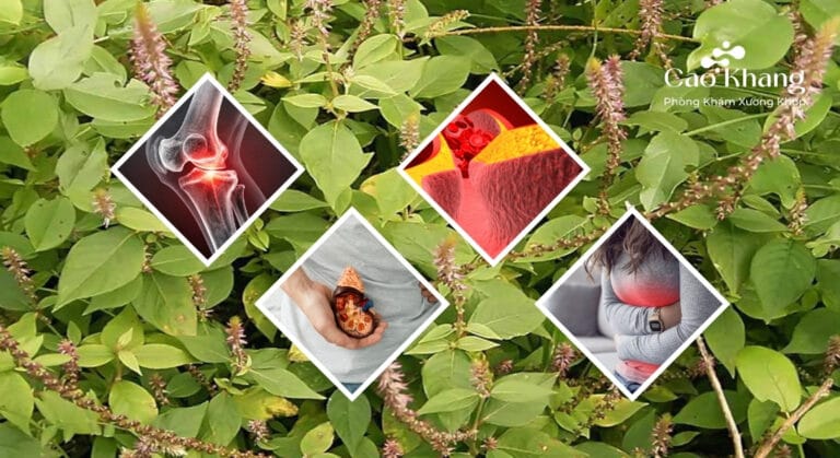 cây cỏ xước chữa bệnh gì
