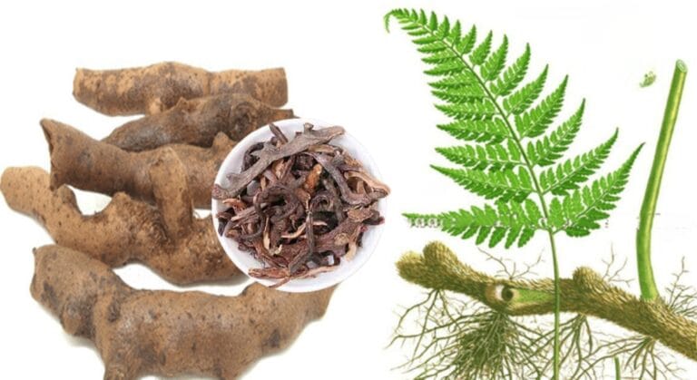 cây cốt toái bổ