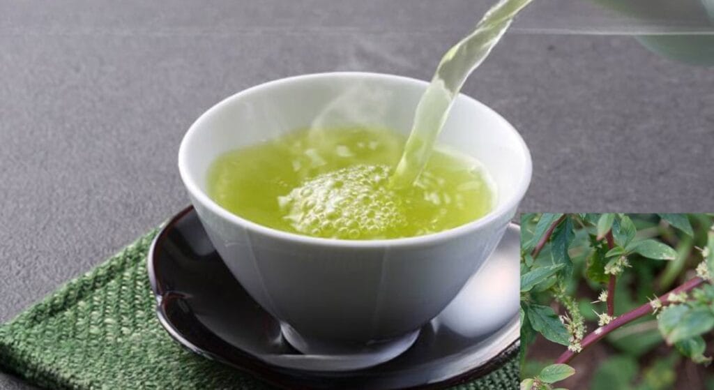 cây dền gai sắc thuốc