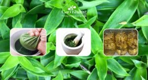 cây lược vàng có công dụng gì