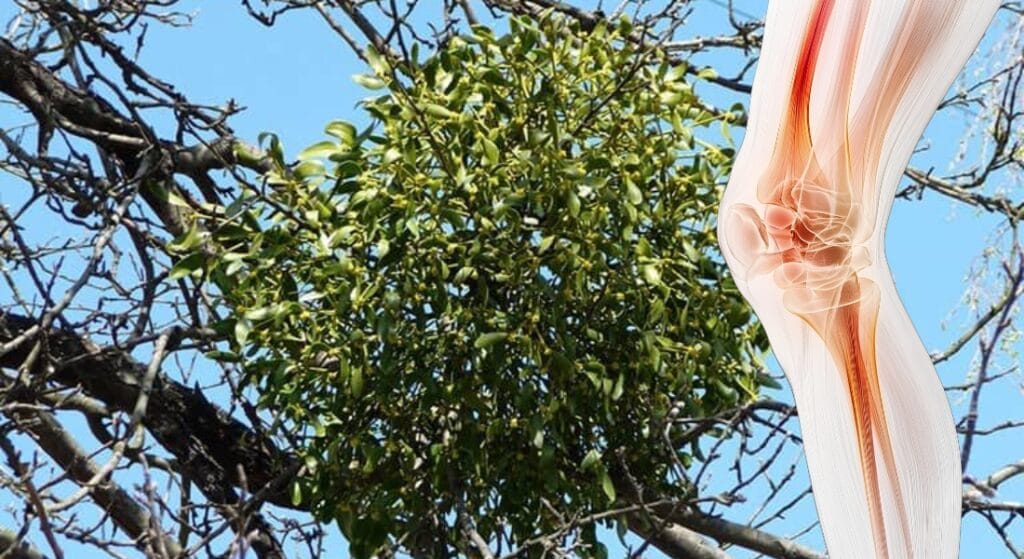cây tầm gửi trị bệnh xương khớp