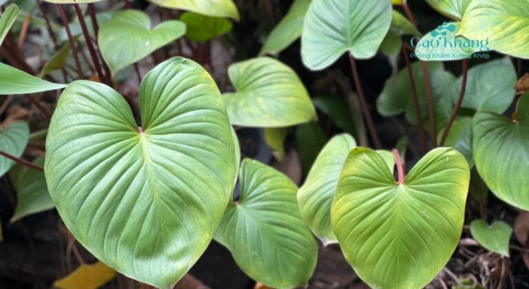 cây thiên niên kiện