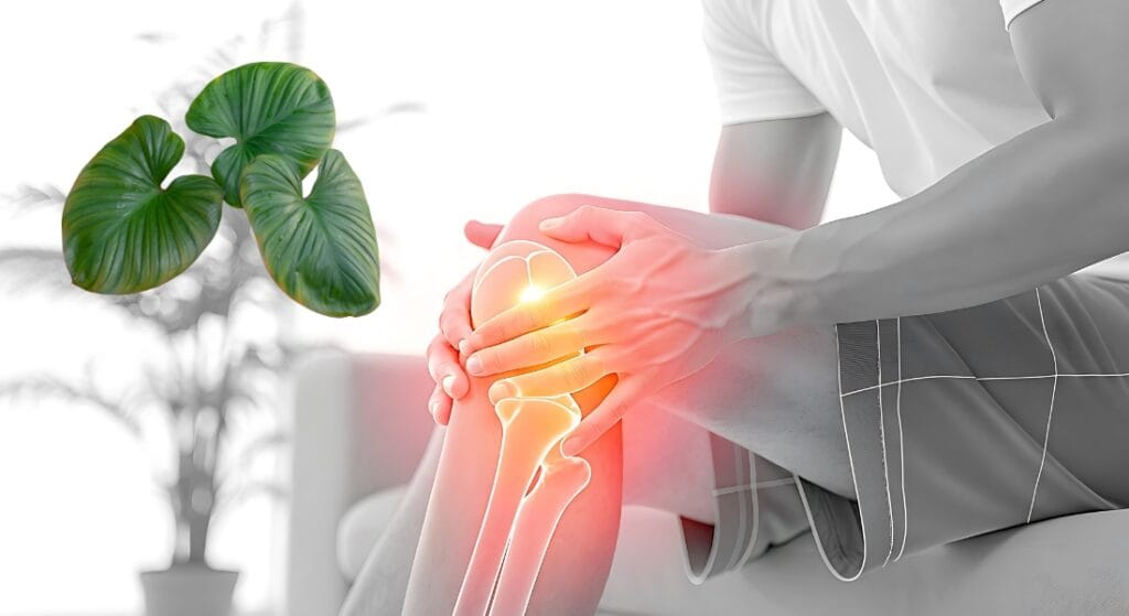 cây thiên niên kiện chữa xương khớp