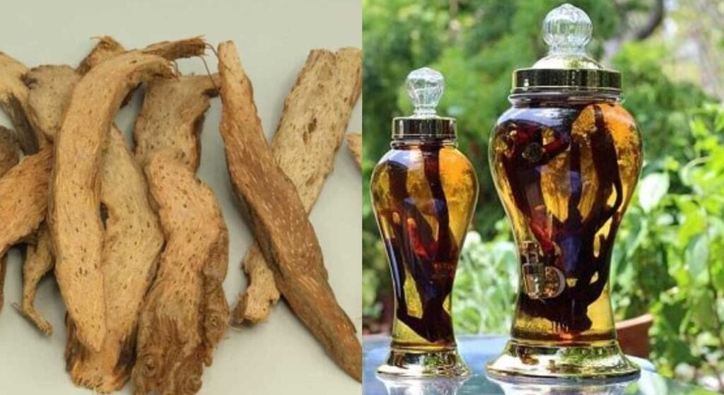 cây thiên niên kiện ngân rượu