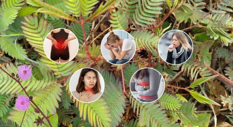 cây xấu hổ có công dụng gì