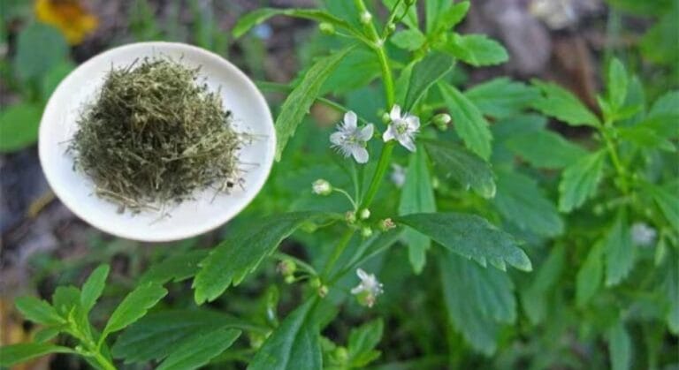 công dụng cây cam thảo đất