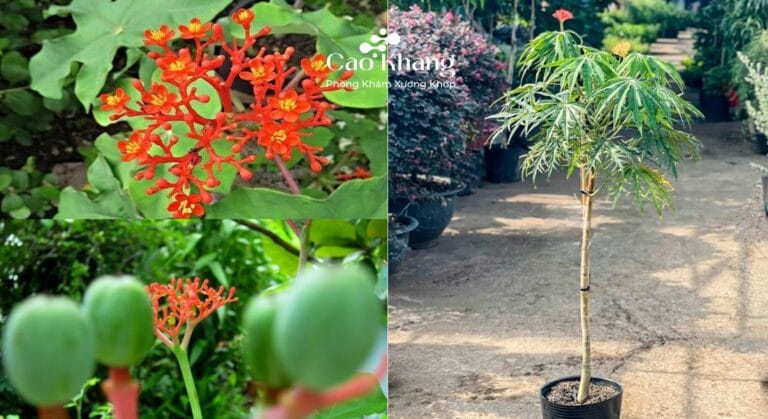 công dụng cây đỗ trọng