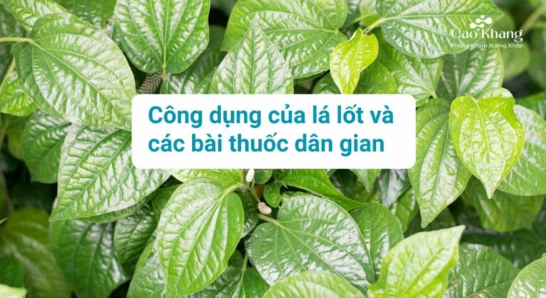 công dụng của cây lá lốt