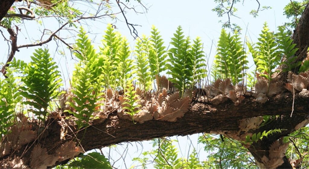 cốt toái bổ