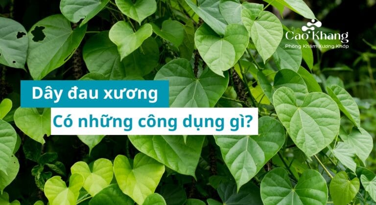 dây đau xương có công dụng gì