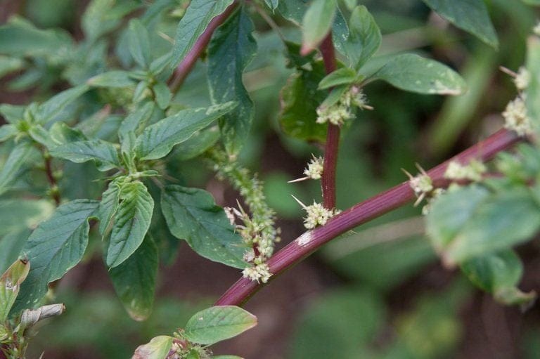 hình ảnh cây dền gai