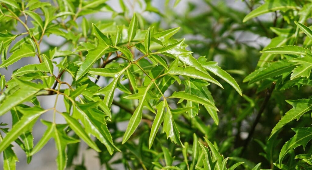 hình ảnh lá đinh lăng