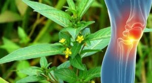 hoa cây rau mương trị đau khớp