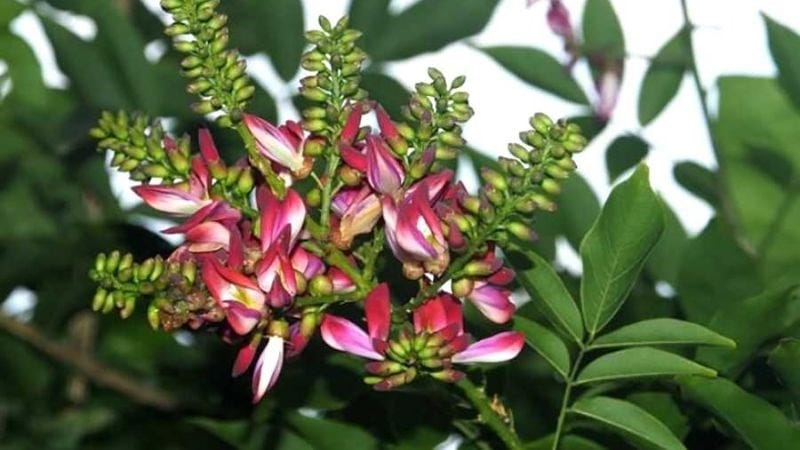 hoa và lá kê huyết đằng