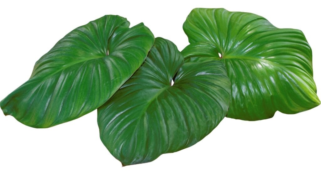 lá cây thiên niên kiện