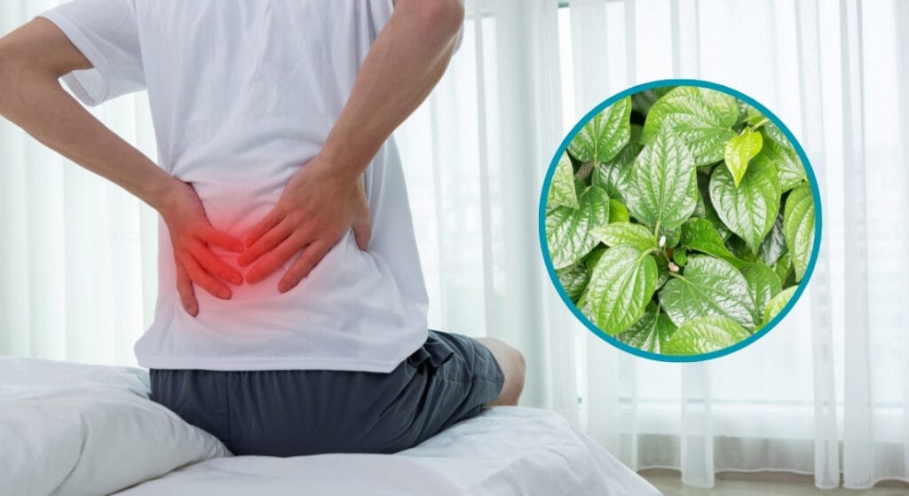 lá lốt chữa bệnh xương khớp