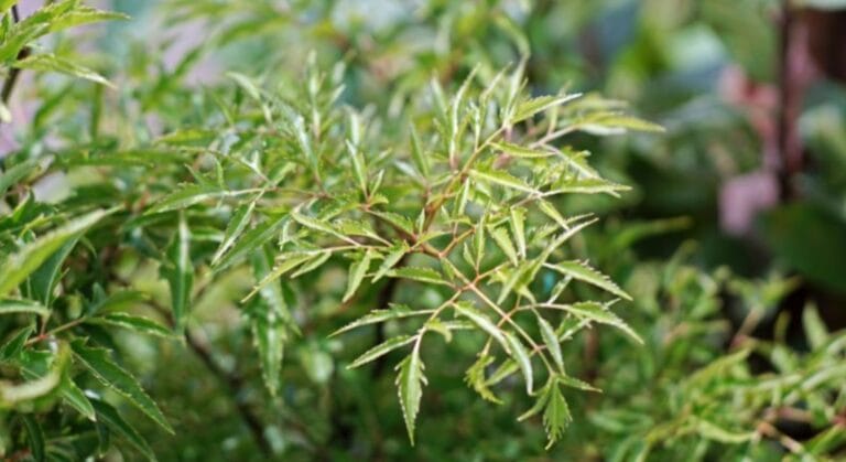 những người không nên uống lá đinh lăng