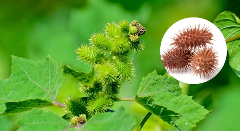 quả ké đầu ngựa khô