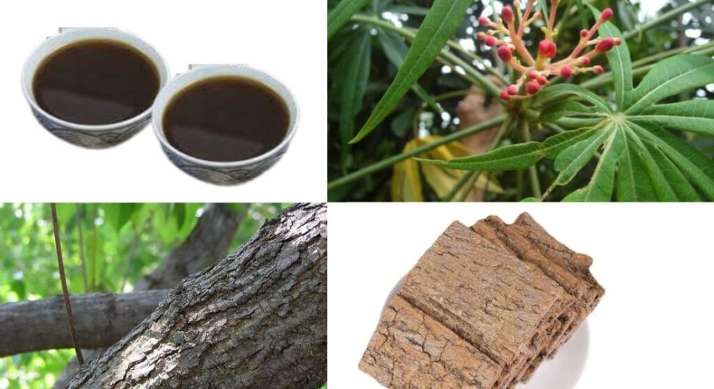 thân cây đỗ trọng sắc nước