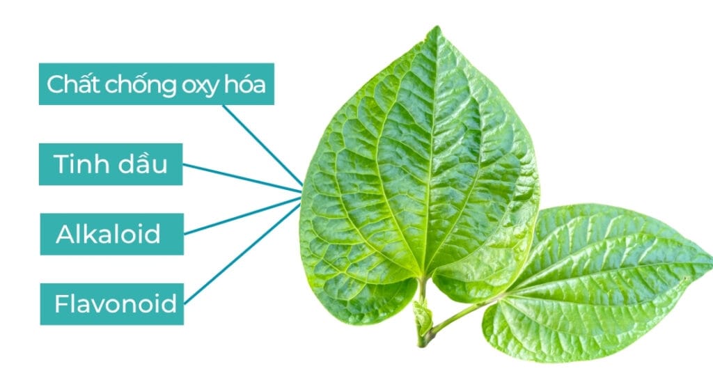 thành phần hoá học của lá lốt