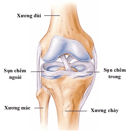 vị trí sụn chêm khớp gối