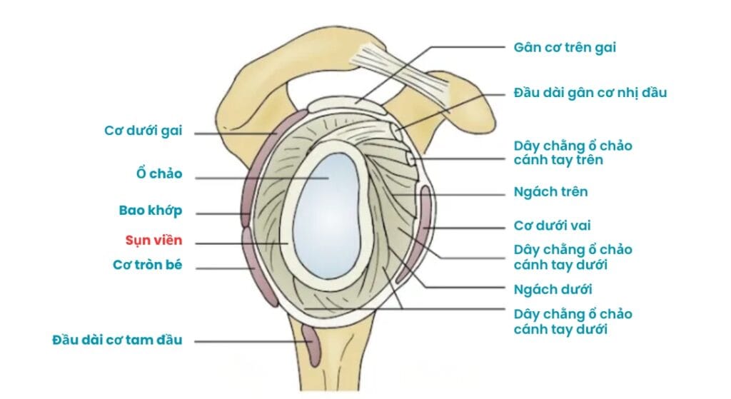 vị trí sụn viền khớp vai