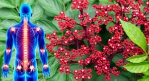 cây gối hạc có tác dụng chữa bệnh gì