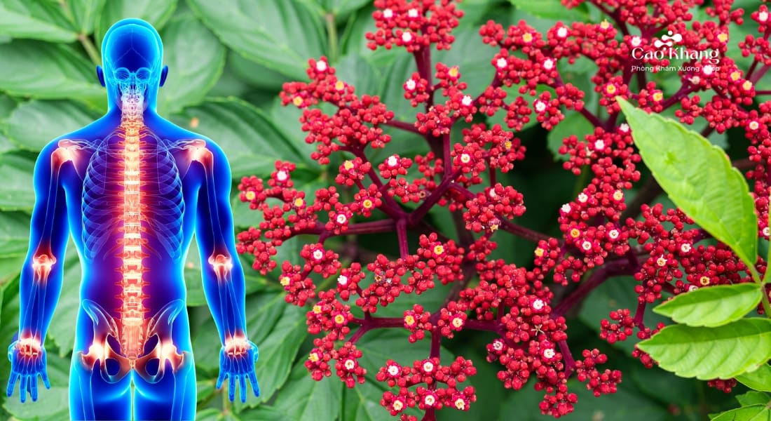 cây gối hạc có tác dụng chữa bệnh gì