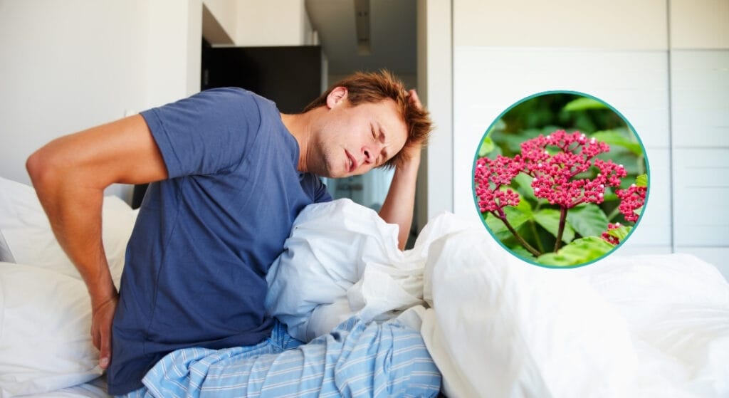 cây gối hạc có tác dụng gì