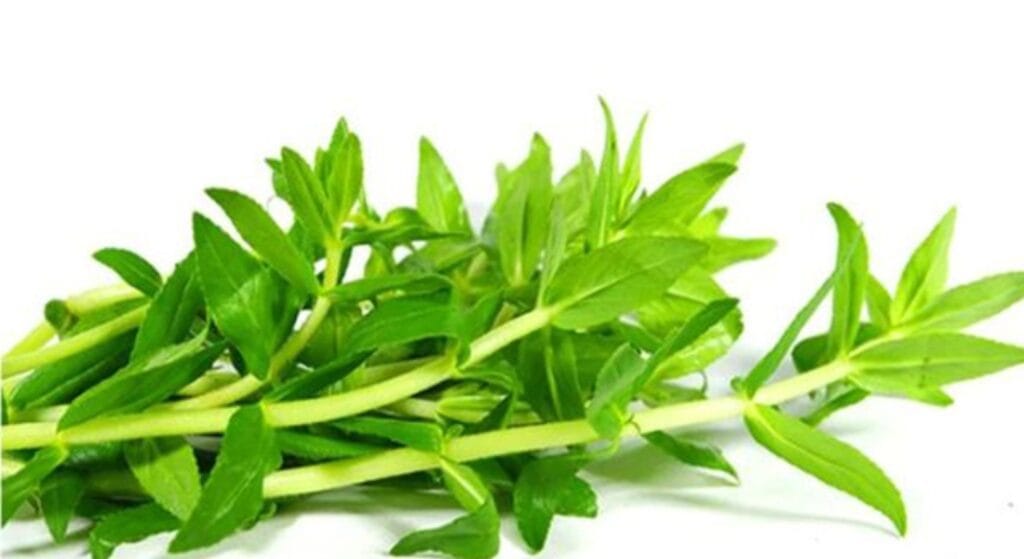 cây rau ngổ